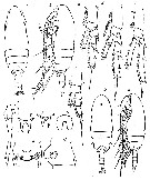 Espce Bestiolina zeylonica - Planche 1 de figures morphologiques