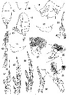 Espce Diaixis asymmetrica - Planche 2 de figures morphologiques
