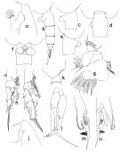 Espce Euchaeta spinosa - Planche 1 de figures morphologiques