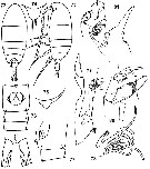 Espce Diaixis pygmaea - Planche 2 de figures morphologiques