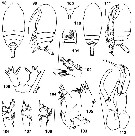 Species Parundinella emarginata - Plate 2 of morphological figures