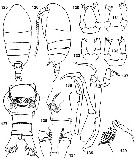 Espce Tharybis asymmetrica - Planche 5 de figures morphologiques
