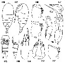 Espce Tharybis groenlandicus - Planche 4 de figures morphologiques