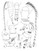 Espce Disseta palumbii - Planche 1 de figures morphologiques