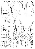 Espce Tharybis inflata - Planche 1 de figures morphologiques