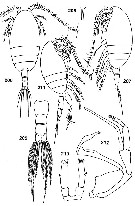 Espce Tharybis macrophthalma - Planche 4 de figures morphologiques