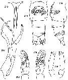 Espce Tharybis macrophthalma - Planche 5 de figures morphologiques