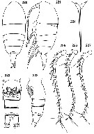 Espce Tharybis macrophthalmoida - Planche 1 de figures morphologiques