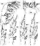 Espce Tharybis macrophthalmoida - Planche 2 de figures morphologiques