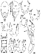 Espce Tharybis megalodactyla - Planche 2 de figures morphologiques