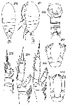 Espce Tharybis neptuni - Planche 1 de figures morphologiques