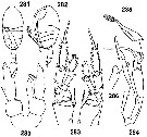 Espce Tharybis neptuni - Planche 2 de figures morphologiques