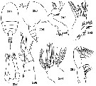 Espce Tharybis sagamiensis - Planche 3 de figures morphologiques