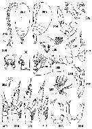 Espce Tharybis scaura - Planche 1 de figures morphologiques