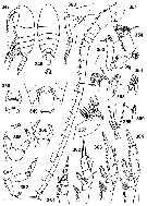 Espce Undinella aculeata - Planche 2 de figures morphologiques