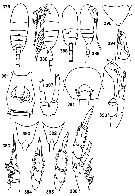Espce Undinella acuta - Planche 6 de figures morphologiques