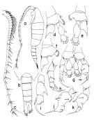 Espce Disseta palumbii - Planche 3 de figures morphologiques