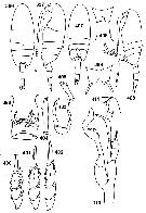 Espce Undinella frontalis - Planche 1 de figures morphologiques