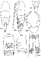 Espce Undinella gricei - Planche 4 de figures morphologiques