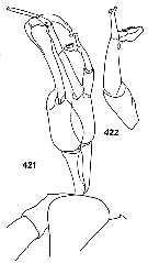 Espce Undinella gricei - Planche 5 de figures morphologiques