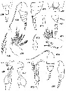 Espce Undinella hampsoni - Planche 1 de figures morphologiques