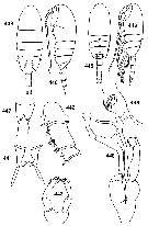 Espce Undinella oblonga - Planche 4 de figures morphologiques