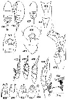 Espce Undinella simplex - Planche 3 de figures morphologiques