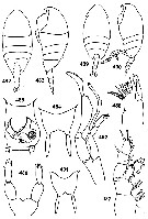Species Undinella stirni - Plate 4 of morphological figures
