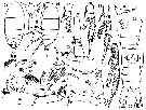 Espce Diaixis pygmaea - Planche 3 de figures morphologiques
