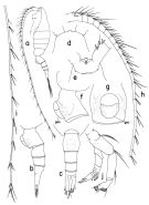 Espce Heterostylites major - Planche 2 de figures morphologiques