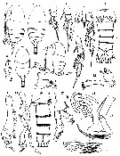Espce Diaixis gambiensis - Planche 2 de figures morphologiques