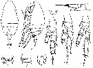 Espce Parvocalanus latus - Planche 1 de figures morphologiques