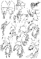 Espce Platycopia robusta - Planche 1 de figures morphologiques