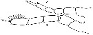 Espce Mecynocera clausi - Planche 11 de figures morphologiques