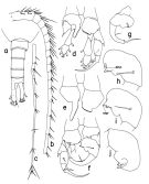 Espce Heterostylites major - Planche 4 de figures morphologiques