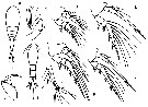 Espce Spinoncaea ivlevi - Planche 8 de figures morphologiques