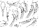 Espce Oncaea zernovi - Planche 2 de figures morphologiques