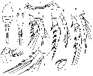 Espce Oncaea ovalis - Planche 7 de figures morphologiques