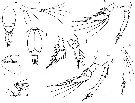 Espce Oncaea tregoubovi - Planche 2 de figures morphologiques