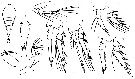 Espce Oncaea bathyalis - Planche 1 de figures morphologiques
