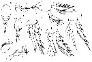 Espce Oncaea parabathyalis - Planche 5 de figures morphologiques