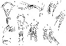 Espce Oncaea minima - Planche 1 de figures morphologiques