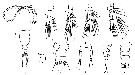 Espce Calocalanus lomonosovi - Planche 1 de figures morphologiques