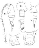 Espce Heterostylites longicornis - Planche 1 de figures morphologiques