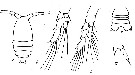 Espce Calocalanus ovalis - Planche 2 de figures morphologiques