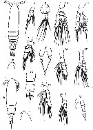 Espce Calocalanus elegans - Planche 3 de figures morphologiques