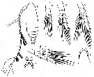 Espce Calocalanus plumatus - Planche 3 de figures morphologiques