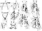 Espce Calocalanus spinosus - Planche 1 de figures morphologiques