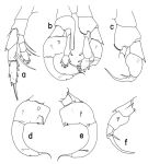 Espce Heterostylites longicornis - Planche 2 de figures morphologiques
