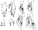 Espce Calocalanus dellacrocei - Planche 1 de figures morphologiques